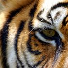 L'oeil du tigre -