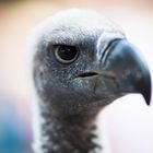 L'oeil du vautour