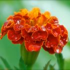 L'oeillet d'Inde, un jour de pluie ...