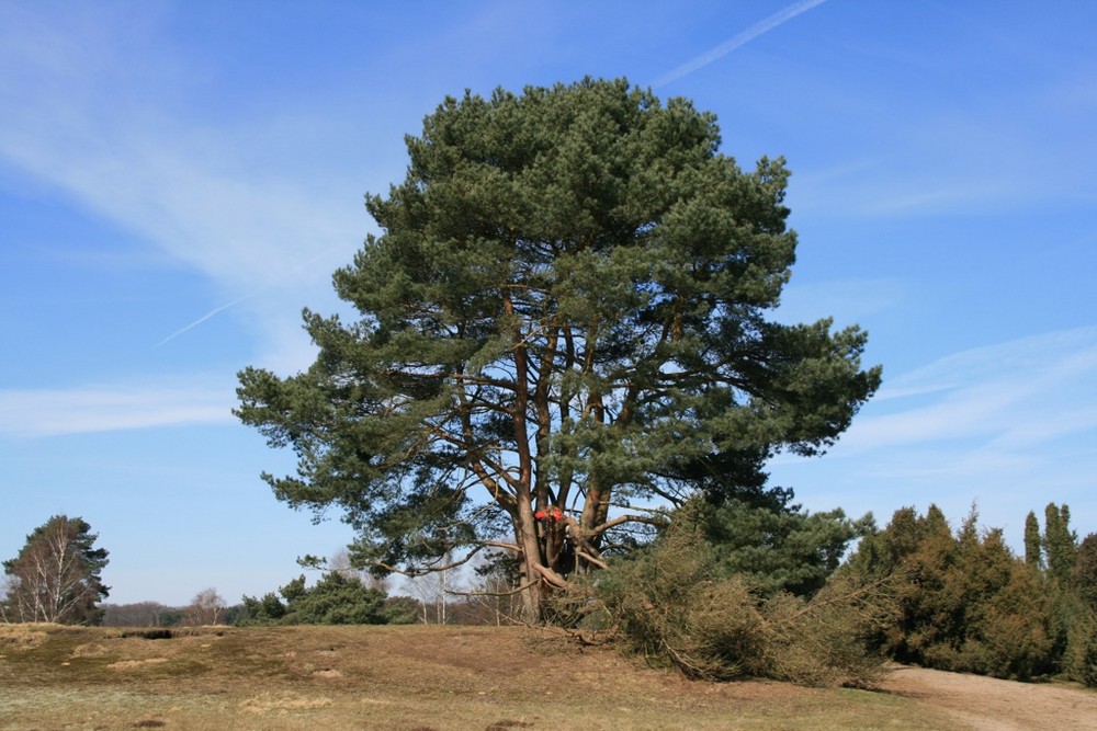 Löntruper Heide by Jürgen Klatt