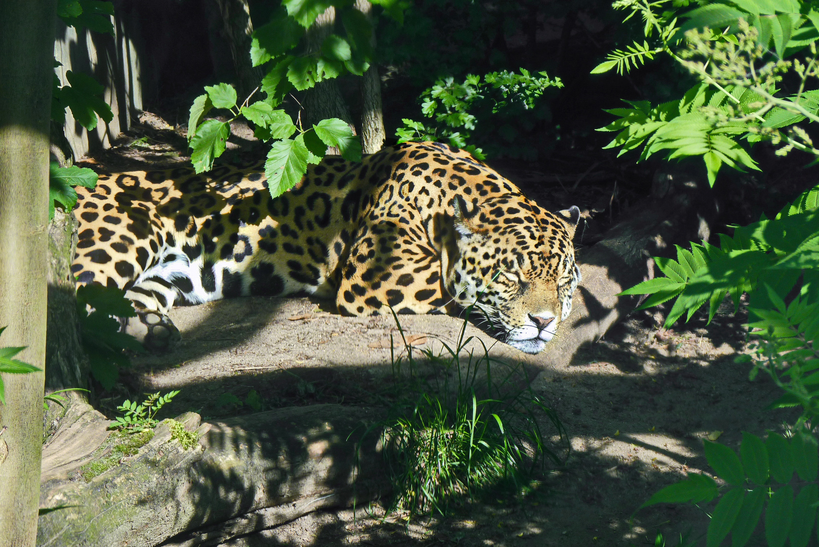 Loepard Foto & Bild tiere, natur, leopard Bilder auf