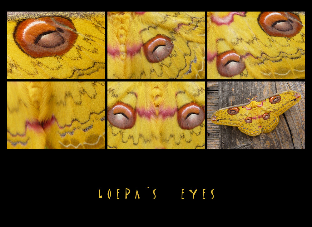 . loepa´s eyes .