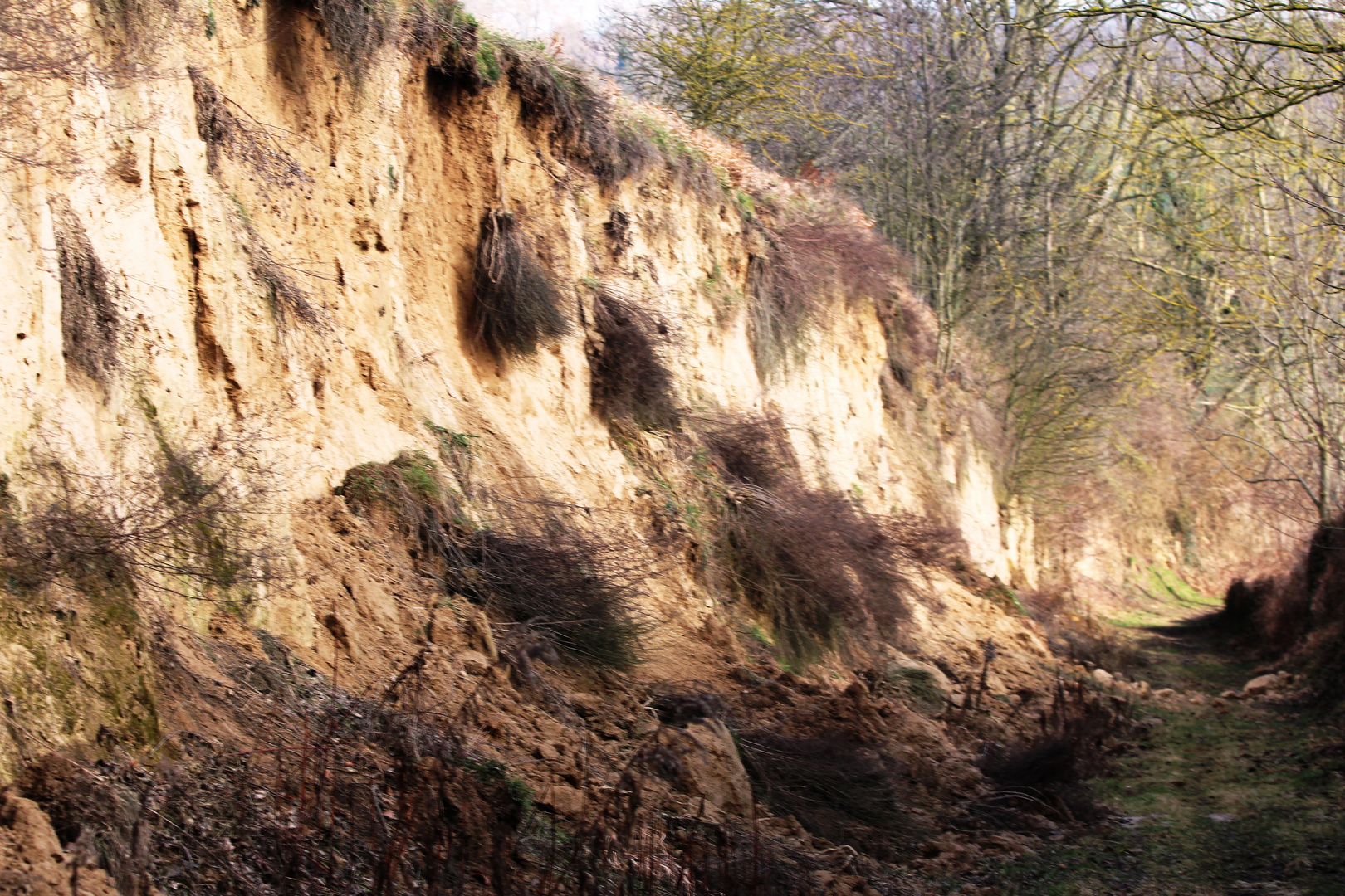 Lösssteilwand der Rennweghohle