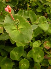 Lösung des Botanik-RÄTSELS : Samenstand einer Gartenform des Geißblattes (Lonicera sp.)