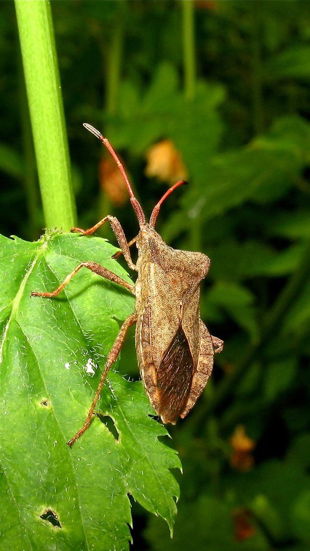 Lösung des Dreiecksrätsels: Leder- oder Saumwanze (Coreus marginalis)