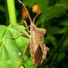 Lösung des Dreiecksrätsels: Leder- oder Saumwanze (Coreus marginalis)