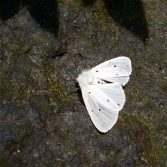 Lösung des letzten RÄTSELs vom 4.4.2012 - Graubär Spilosoma mendica (Weibchen)