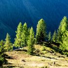 Lötschentaler Höhenweg: Lärchen im ersten Sonnenlicht