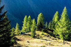 Lötschentaler Höhenweg: Lärchen im ersten Sonnenlicht