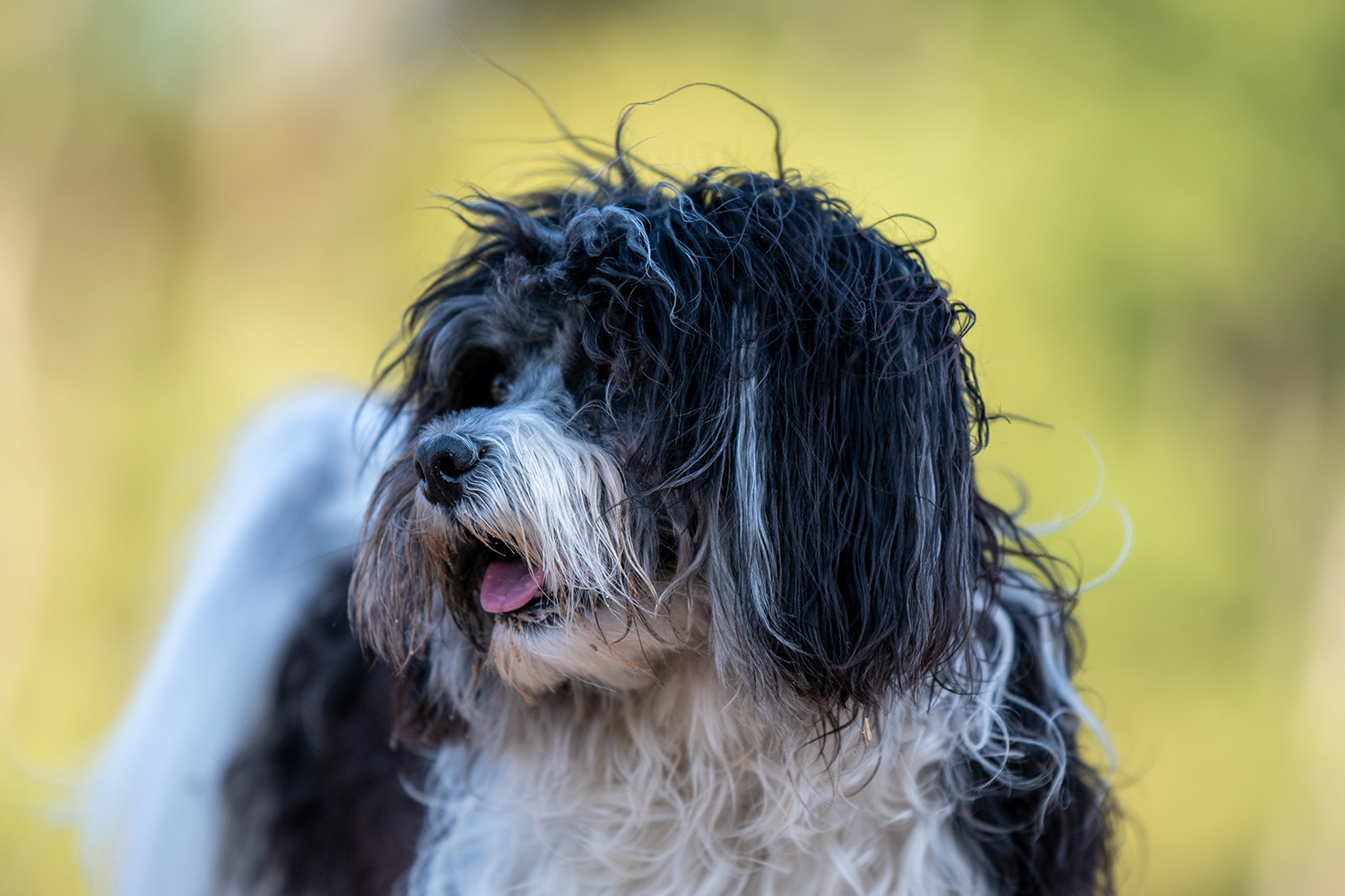 Löwchenportrait