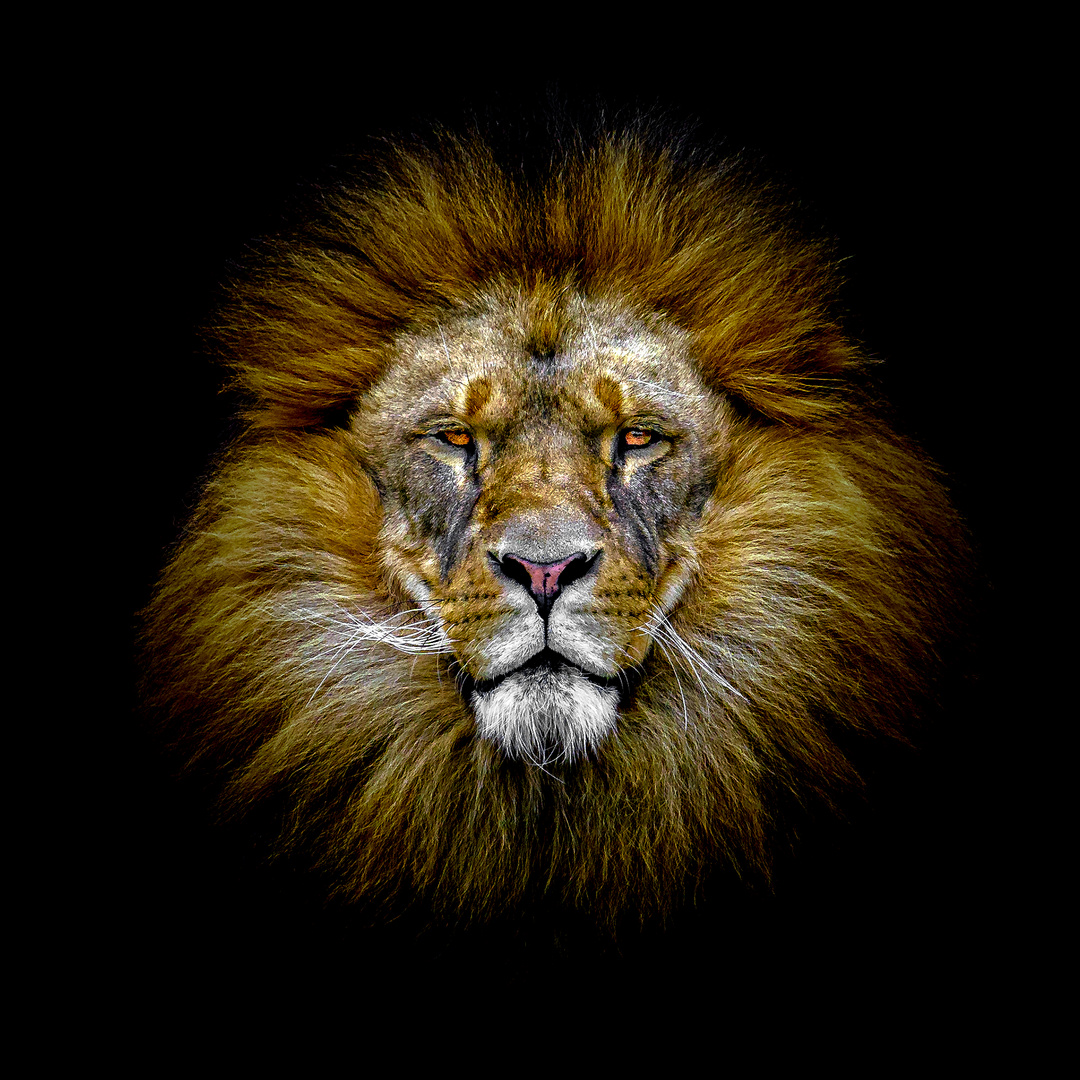 Löwe Foto & Bild | tiere, zoo, wildpark & falknerei, säugetiere Bilder