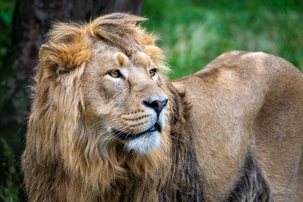 Löwe Foto & Bild | tiere, zoo, wildpark & falknerei, säugetiere Bilder