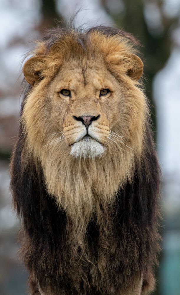 Löwe Foto & Bild | tiere, zoo, wildpark & falknerei, säugetiere Bilder