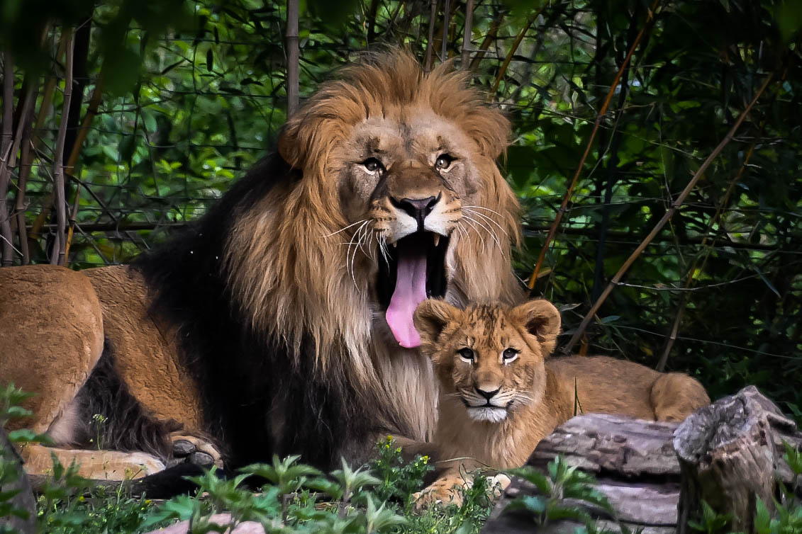 Löwe Foto & Bild | leipzig, natur, zoo Bilder auf fotocommunity