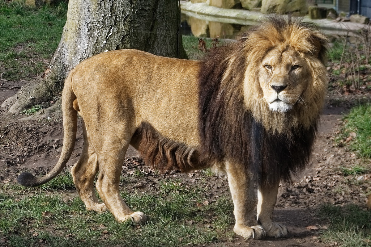 Löwe Foto & Bild | tiere, zoo, wildpark & falknerei, säugetiere Bilder
