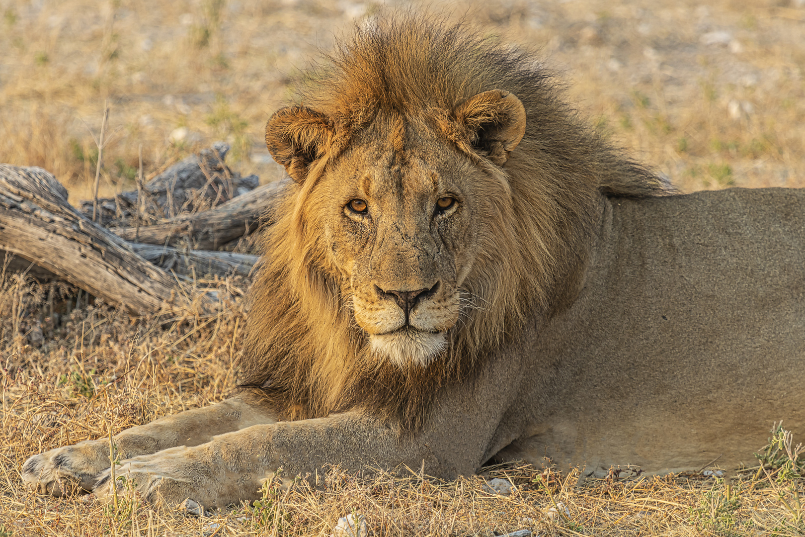 Lowe Foto Bild Natur Afrika Tiere Bilder Auf Fotocommunity
