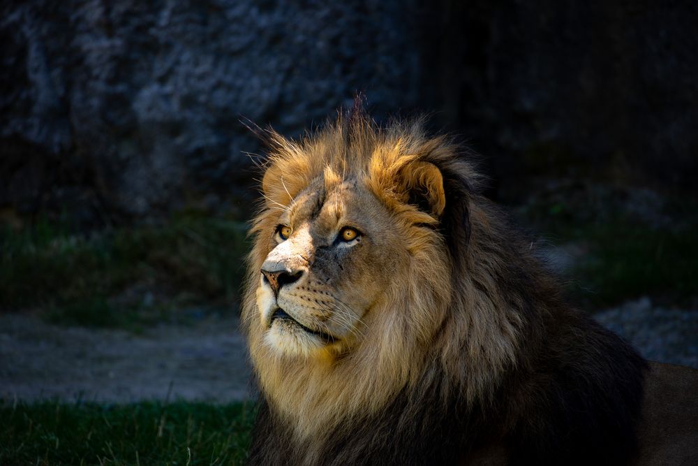 Löwe Foto & Bild | tiere, zoo, wildpark & falknerei, säugetiere Bilder