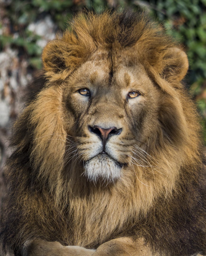 Löwe Foto & Bild | natur, tiere, wildlife Bilder auf fotocommunity
