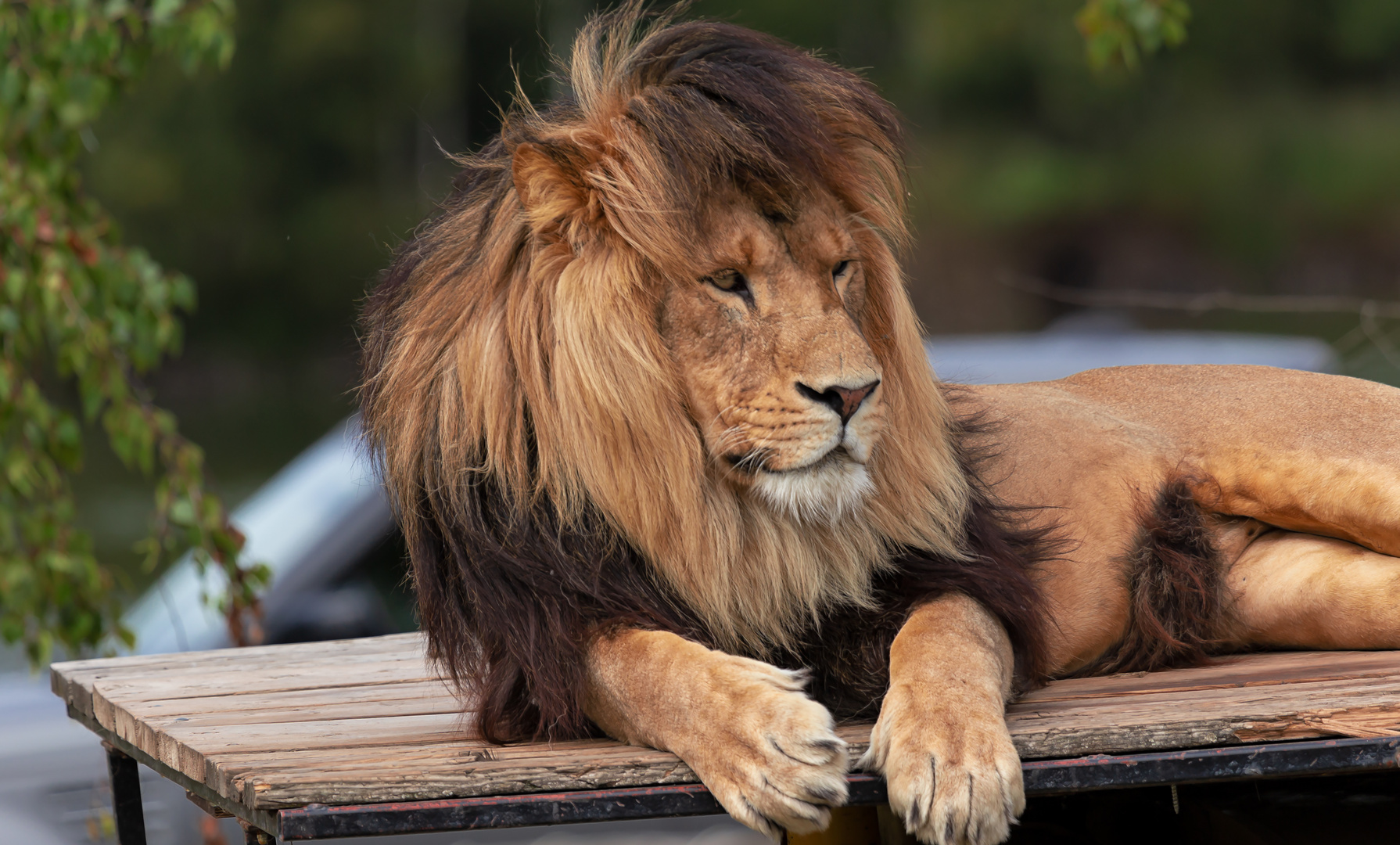 Löwe Foto & Bild | tiere, zoo, wildpark & falknerei ...