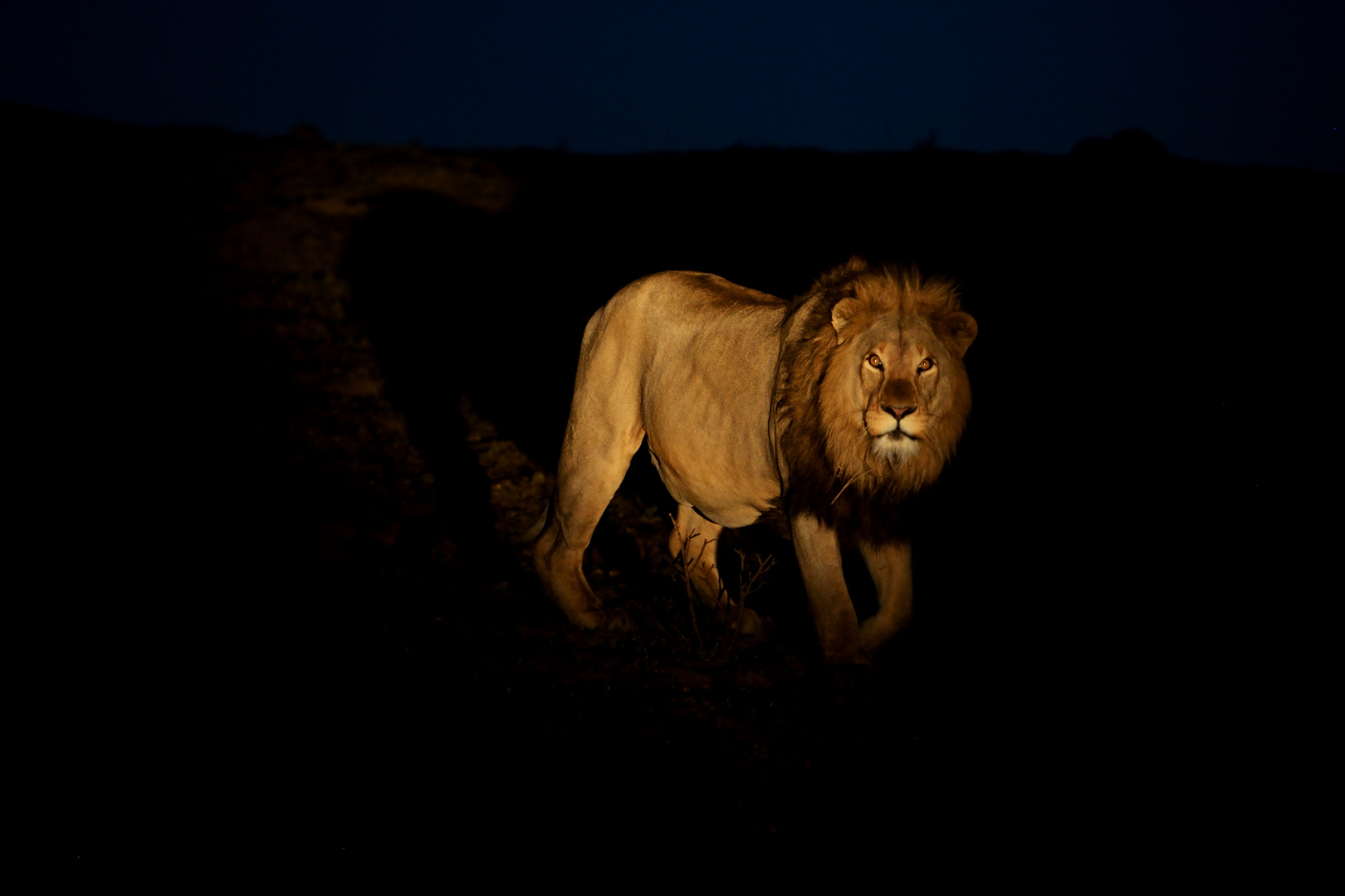 Löwe am Abend