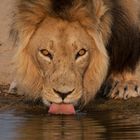 Löwe am Wasserloch 