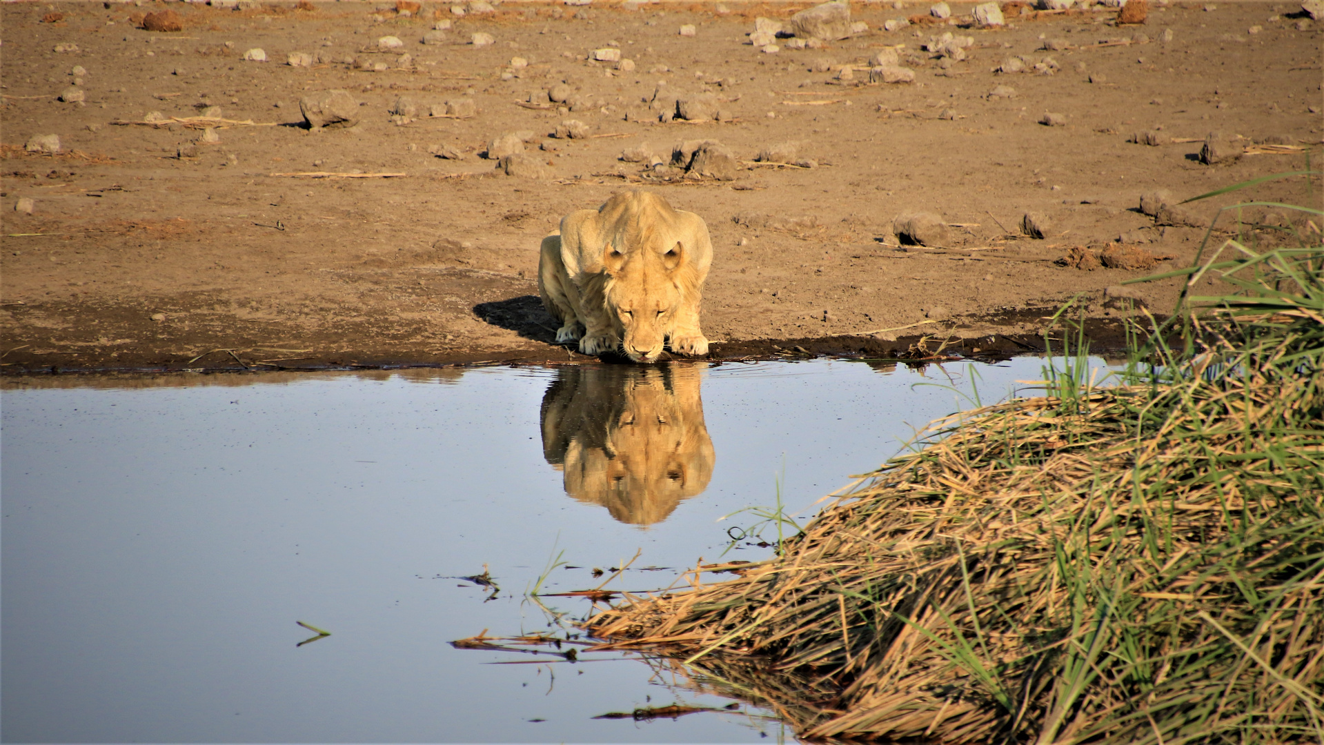 Löwe am Wasserloch mit Spiegelbild