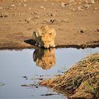 Löwe am Wasserloch mit Spiegelbild