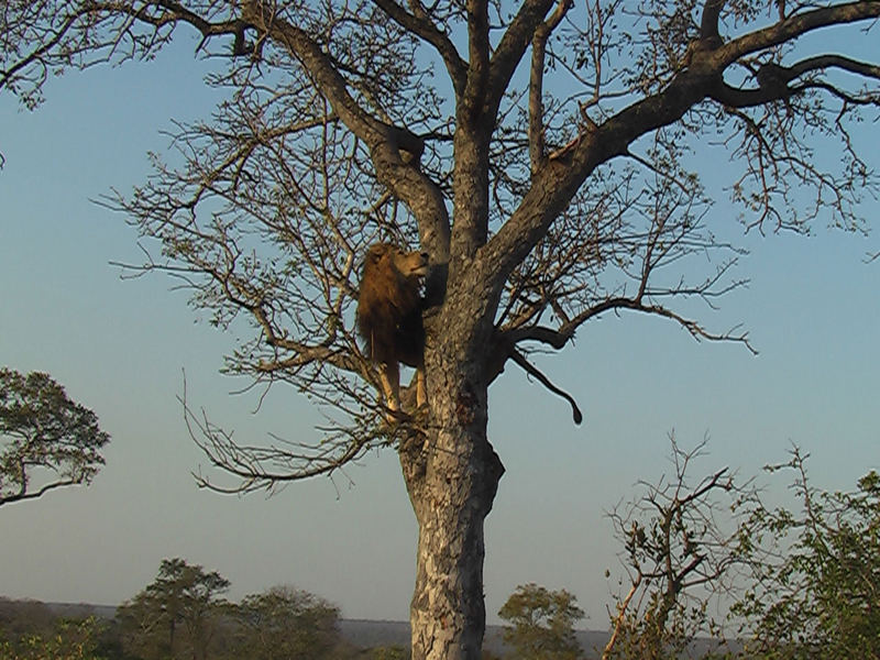 Löwe auf Baum 2