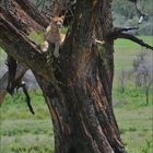 Löwe auf Baum