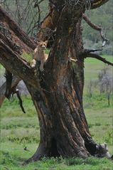 Löwe auf Baum