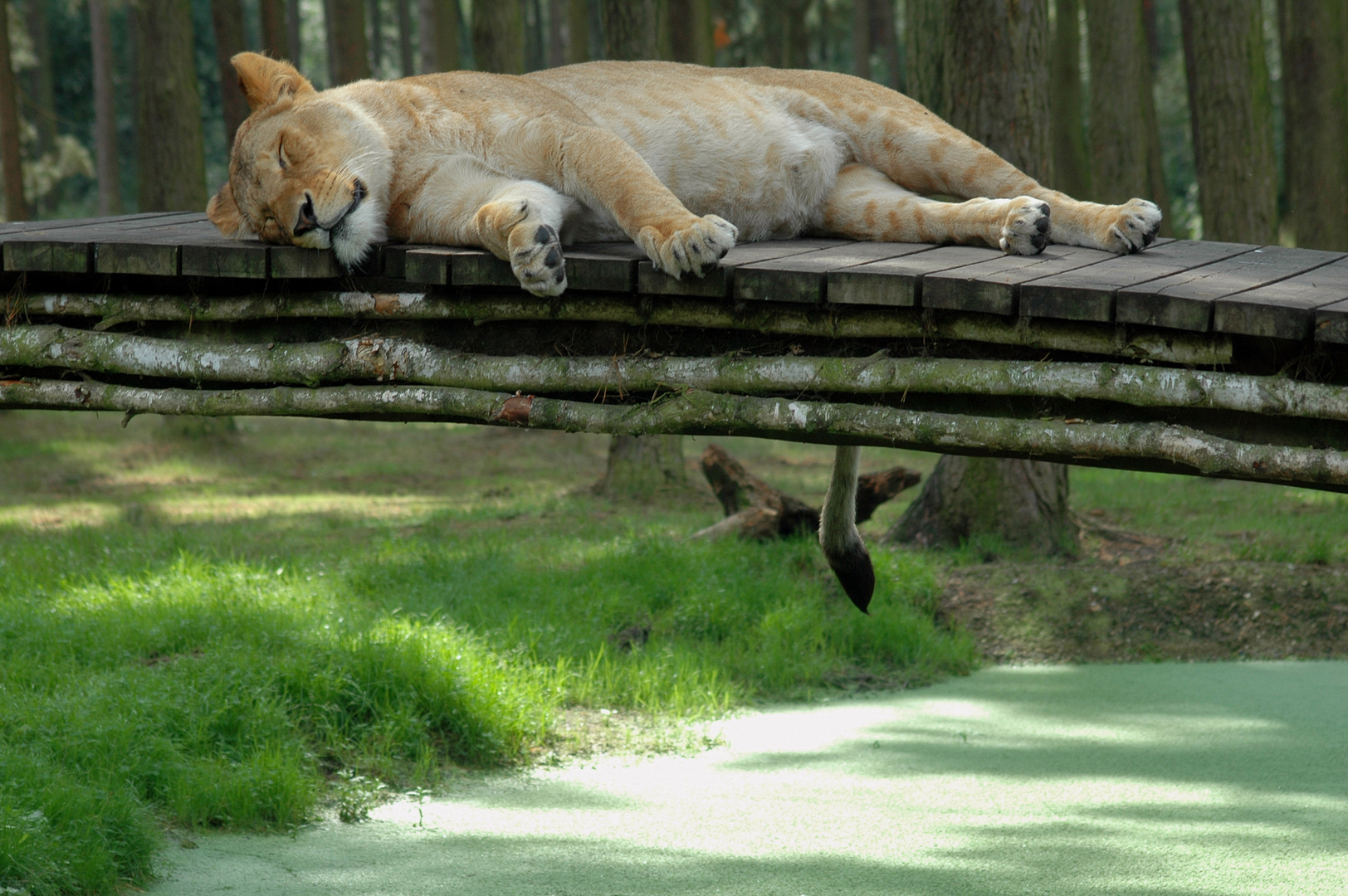 Löwe auf Brücke