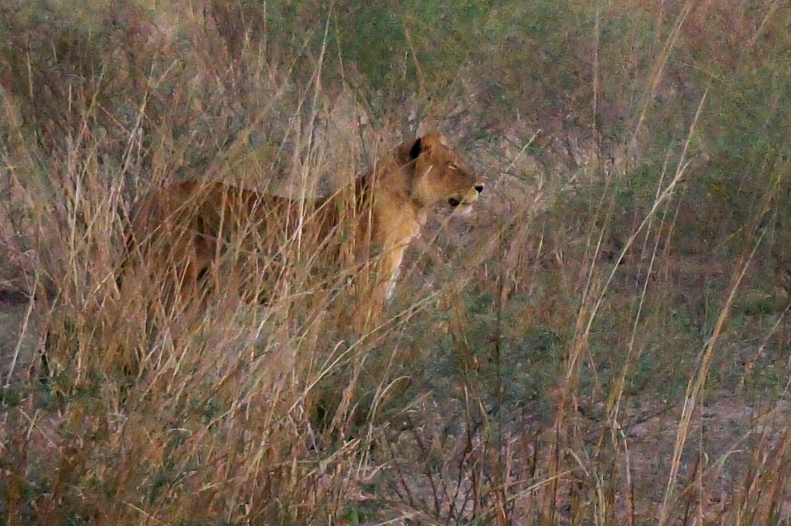 Löwe auf der Jagd