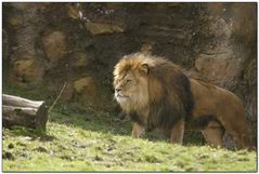 Löwe auf Wanderung