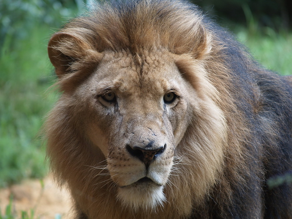 Löwe aufgenommen mit der Olympus E-330
