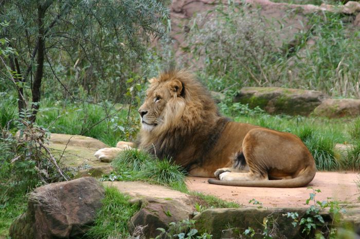 Löwe aus dem Ruhr Zoo