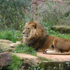 Löwe aus dem Ruhr Zoo