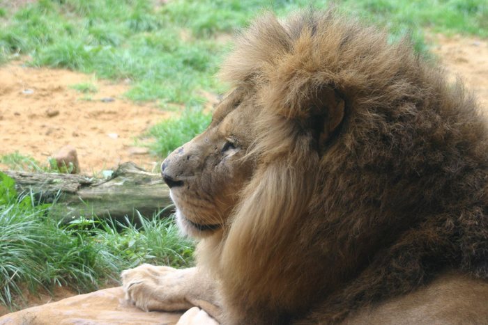 Löwe aus dem Ruhr Zoo 2