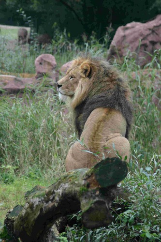 Löwe aus dem Ruhr Zoo 4