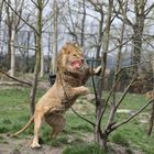 Löwe bei der Fütterung
