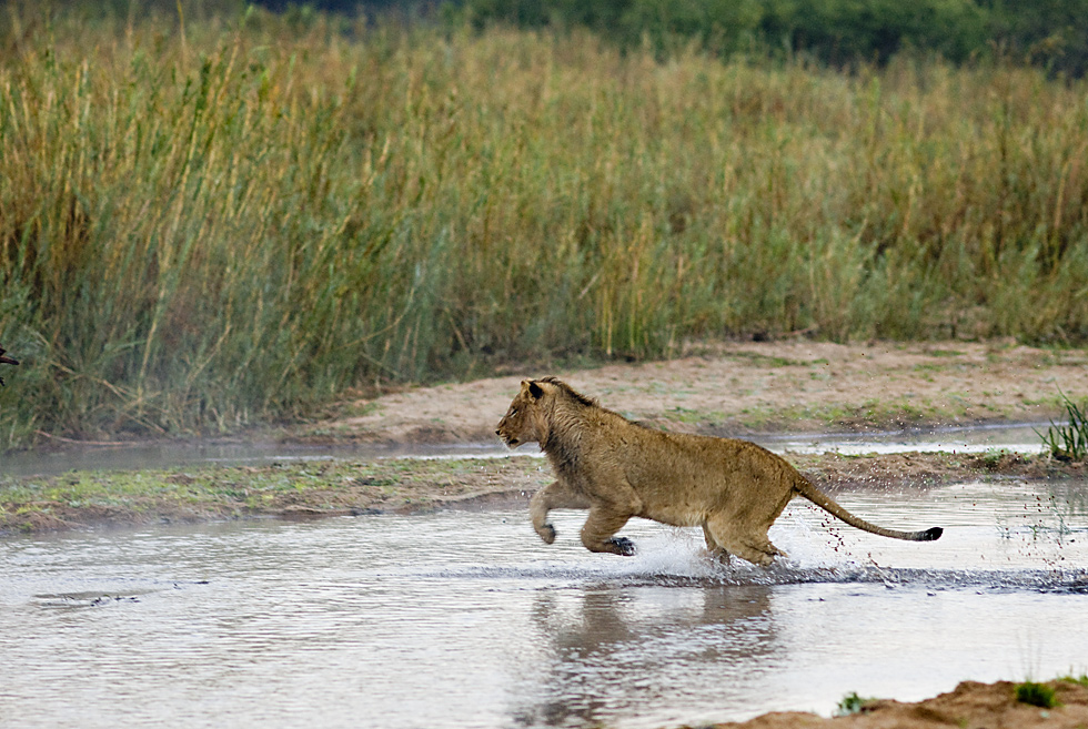 Löwe bei Flussdurchquerung und Carl Zeiss Fix 135mm mit Blende 1,8