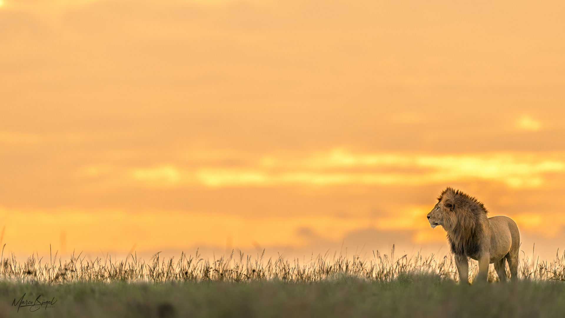 Löwe bei goldenem Sonnenaufgang in der Masai Mara