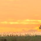 Löwe bei goldenem Sonnenaufgang in der Masai Mara