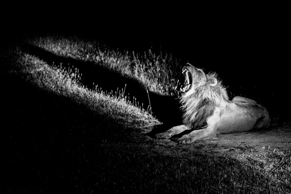 Löwe bei nächtlicher Ausfahrt im Okavango Delta