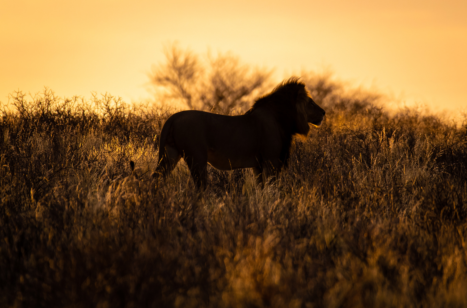 Löwe bei Sonnenuntergang