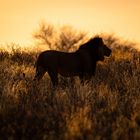 Löwe bei Sonnenuntergang