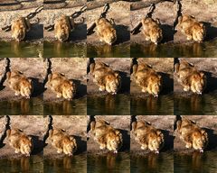 Löwe beim Durstlöschen im Rotterdam Zoo (Niederlande) (19.03.2012)(2)