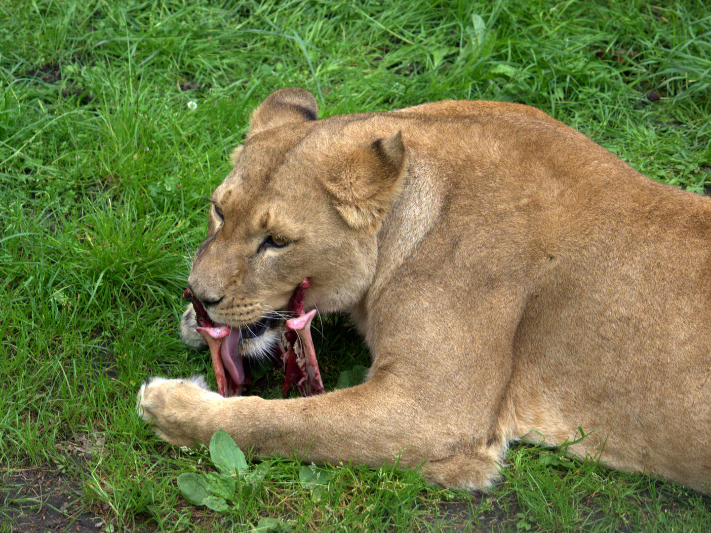 Löwe beim Essen