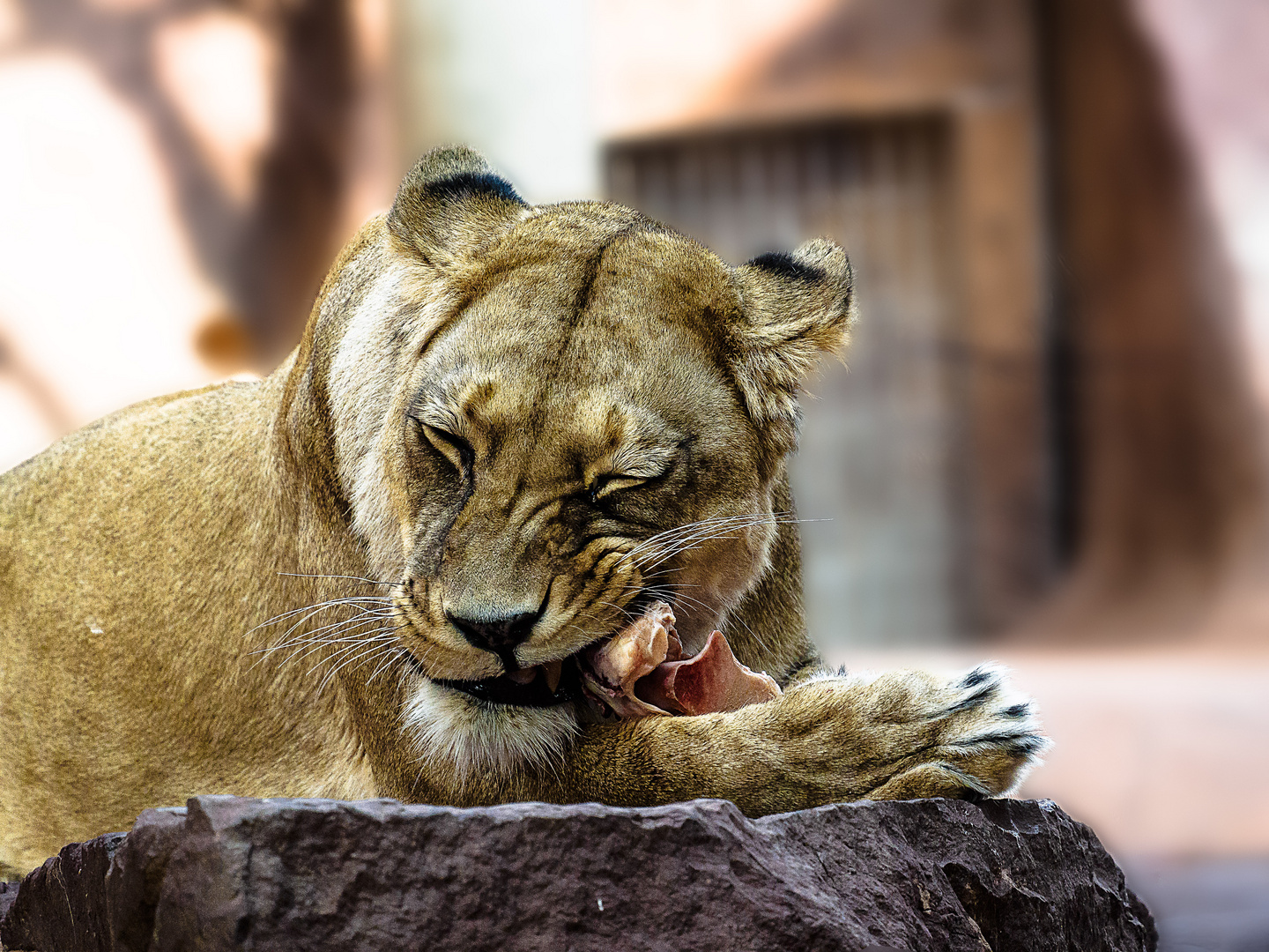 Löwe beim Essen