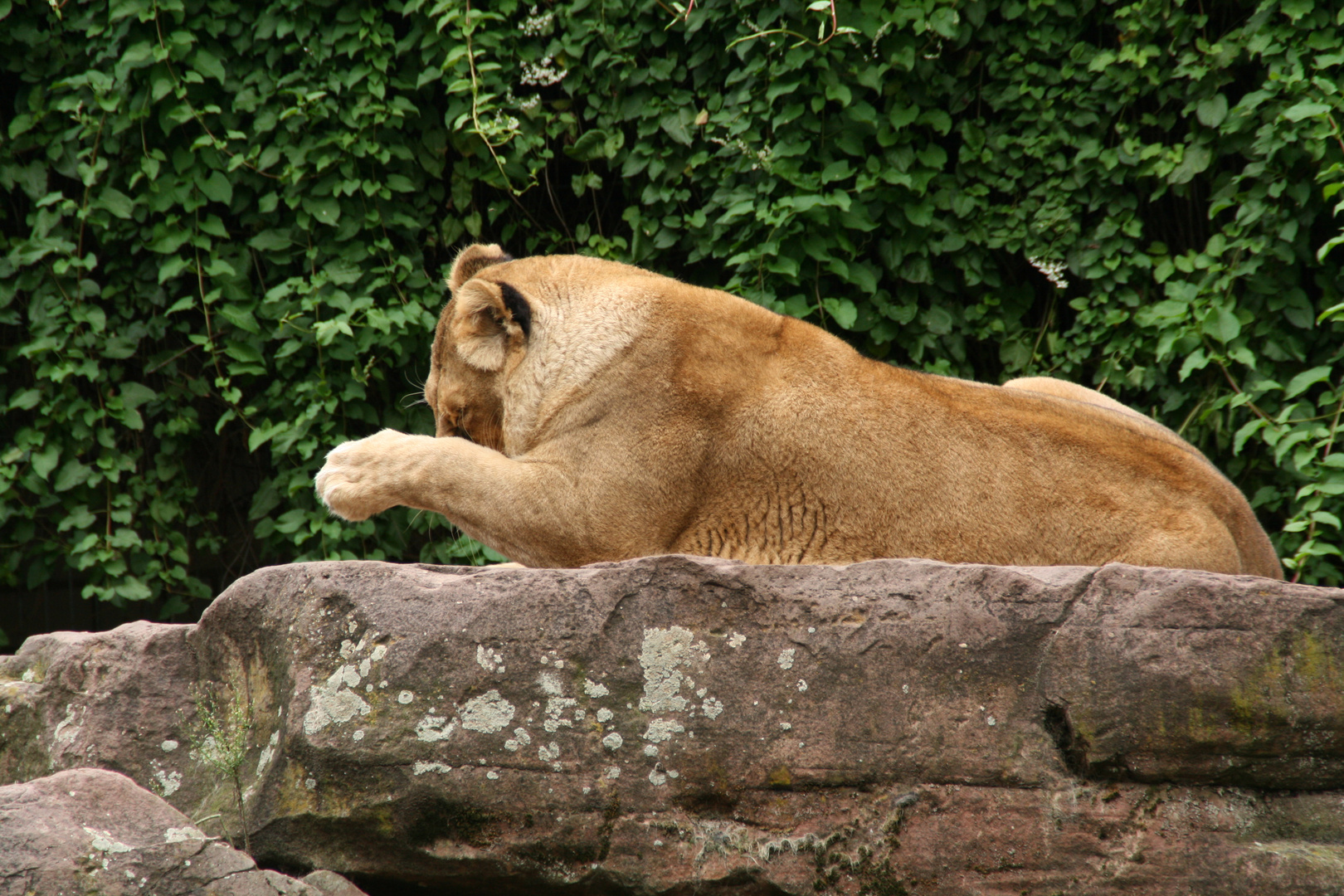 Löwe beim Putzen