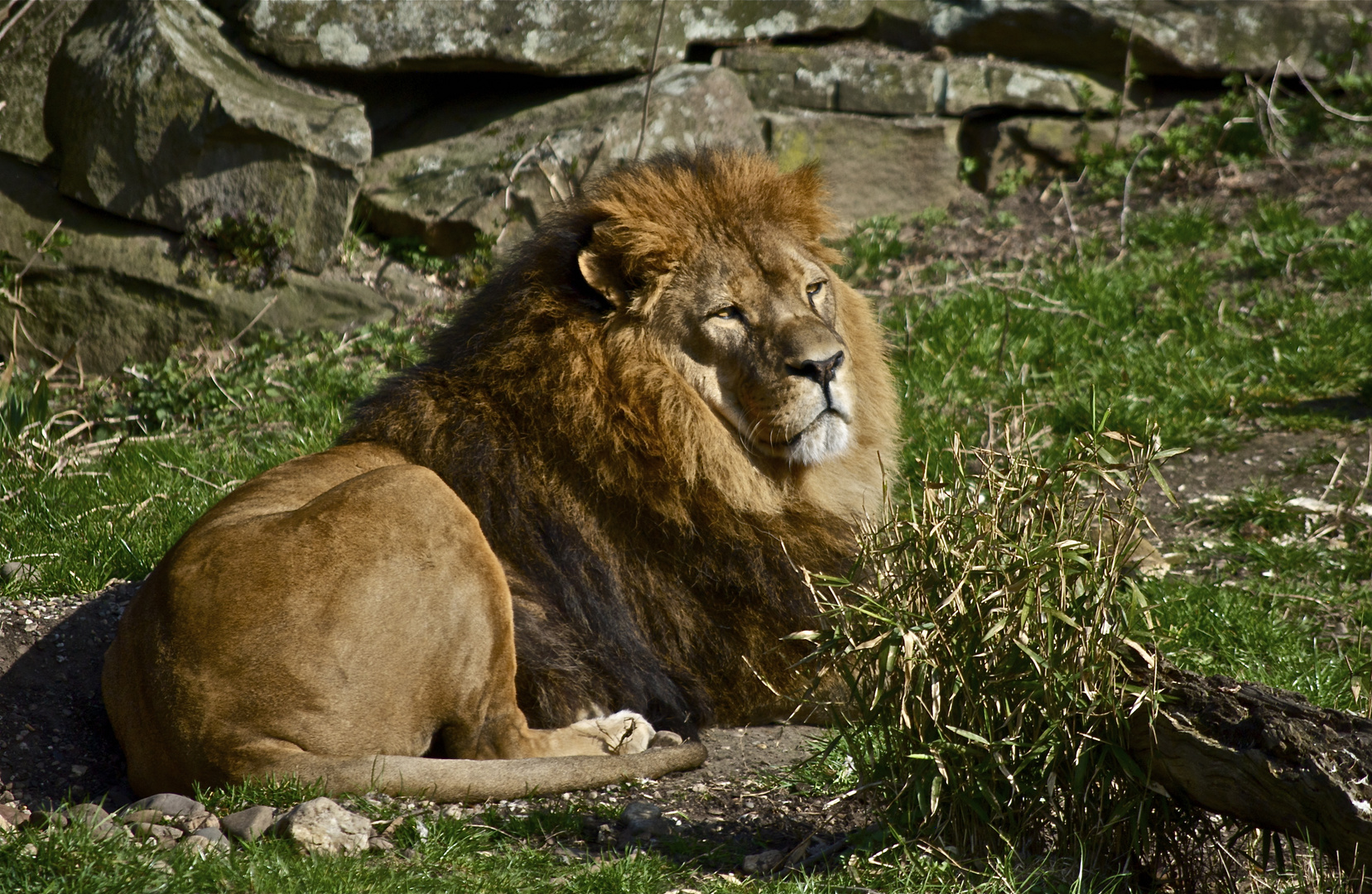 Löwe beim sonnen